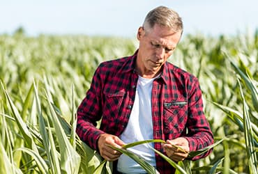 Crop inspections